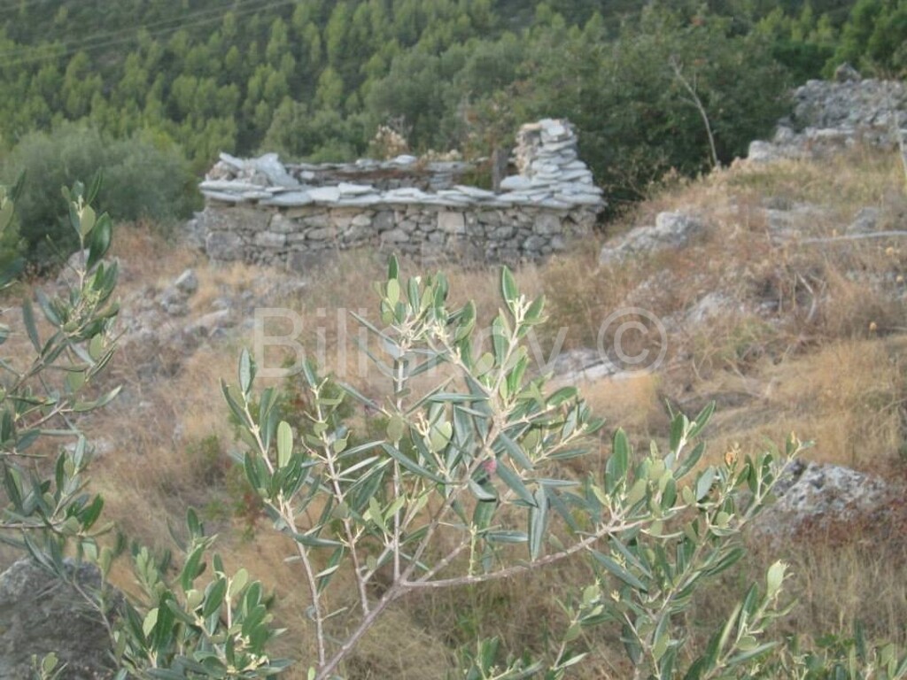 Image 1806665 - 6