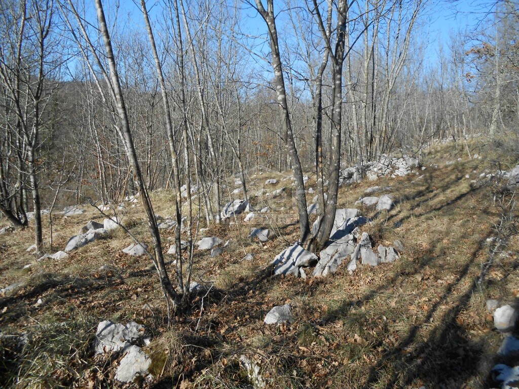 Image 2345478 - 1