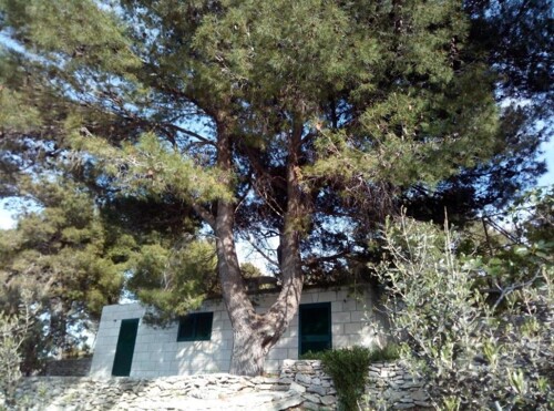 Maestral - Brač Postira