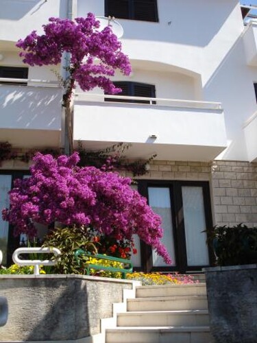 Apartmani Minka i Vite - Podgora
