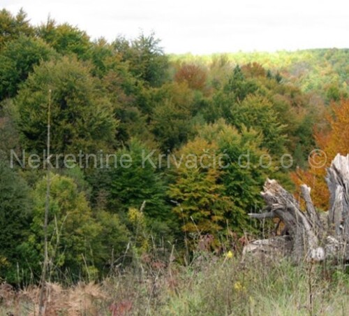 Šuma sa šumskim zemljištem