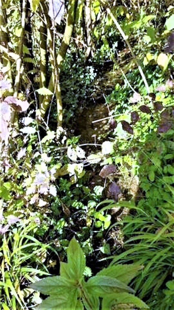 Image 4271583 - 4