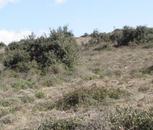 Poljoprivredno zemljište, Vir, 12100 m2 prekrasan pogled na more! (ID-377)