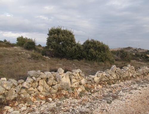 Poljoprivredno zemljište, Vir, 6800 m2 POVOLJNO! (ID-365)