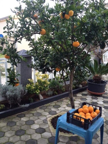 Thumbnail 4405362 - 5