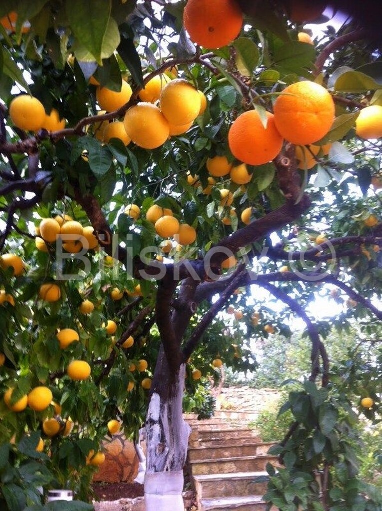 Image 4772465 - 37