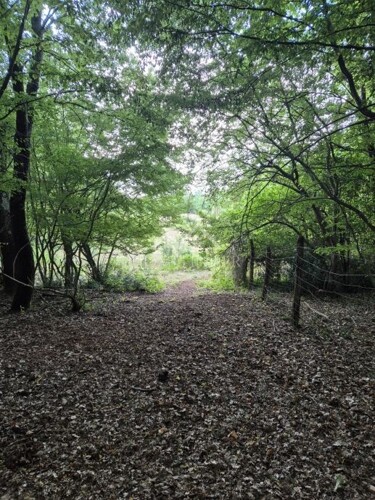 Prostrano poljoprivredno zemljište, Kaštelir, 24118m²
