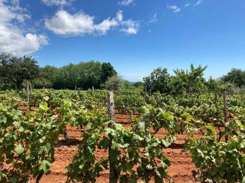 Thumbnail 4782990 - 5