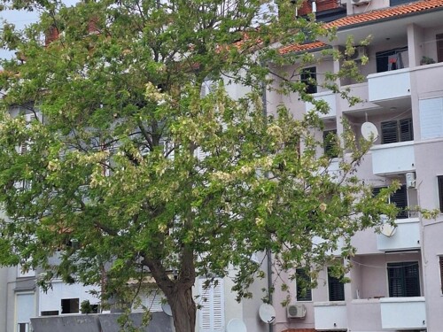 Thumbnail 4783161 - 4