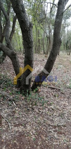 Thumbnail 4880553 - 1