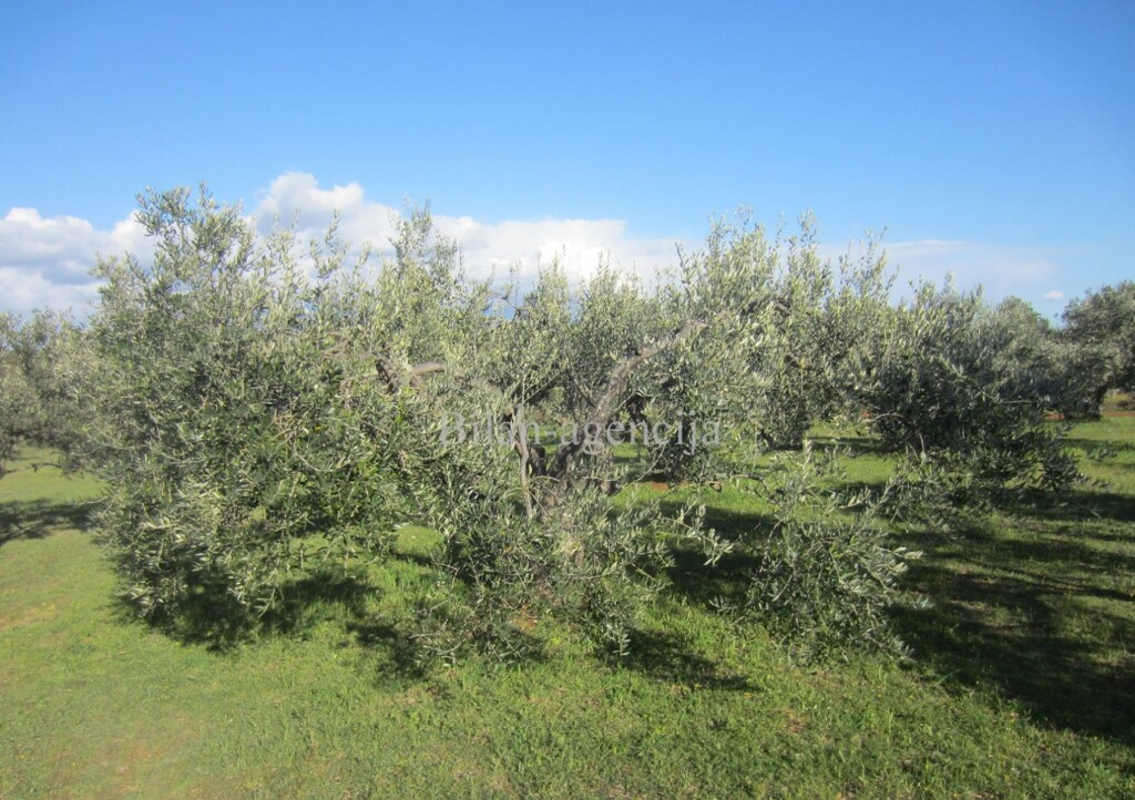 Image 4886009 - 4
