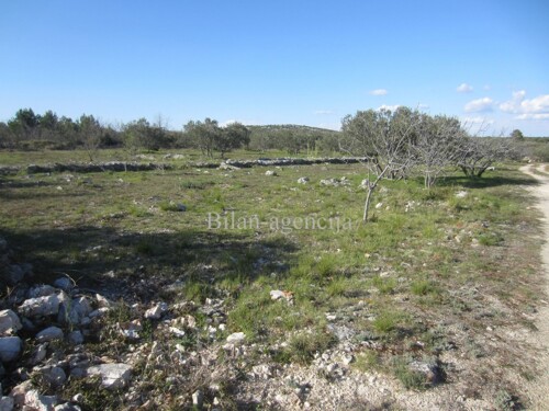 Vodice, maslinik površine 5800 m2
