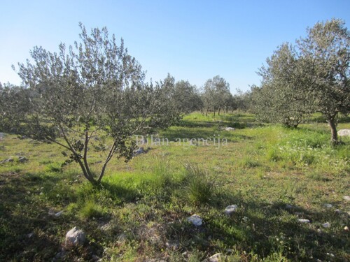 Vodice, maslinik površine 5800 m2
