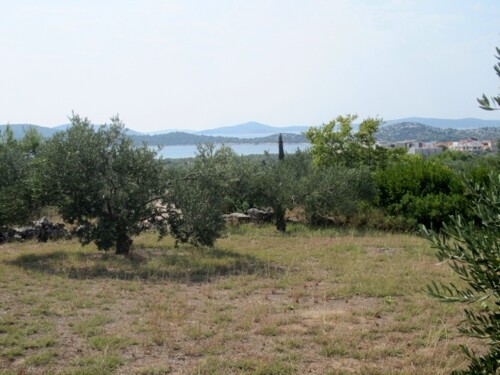 Vodice, održavani maslinik, uz granicu građevinskog dijela
