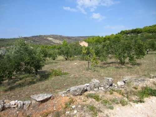 Vodice, održavani maslinik, uz granicu građevinskog dijela