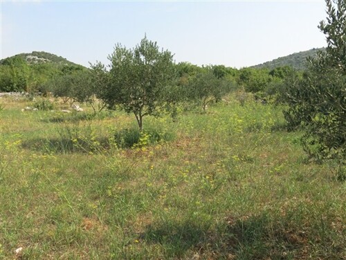 Tribunj, održavani maslinik površine 8900 m2