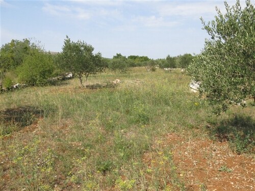 Tribunj, održavani maslinik površine 8900 m2