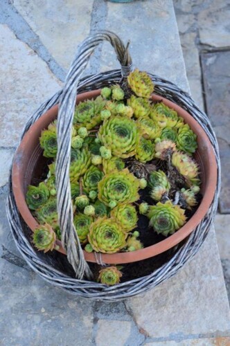 Thumbnail 4989895 - 5