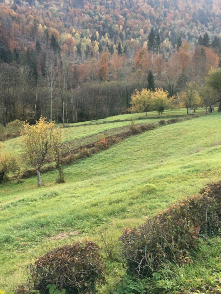 Image 5039335 - 1