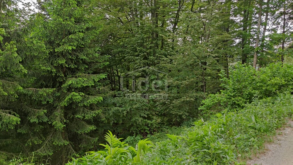 Image 5178797 - 7