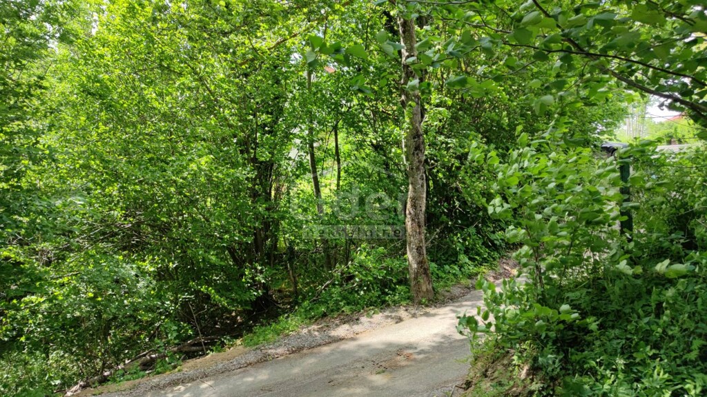 Image 5178798 - 2