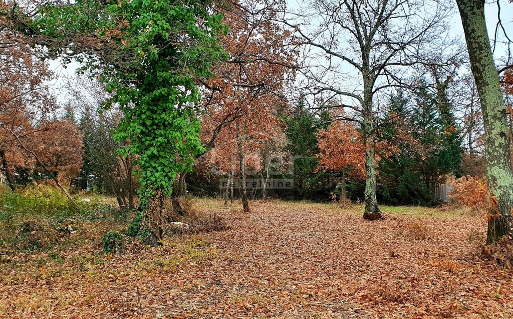Image 5179333 - 1