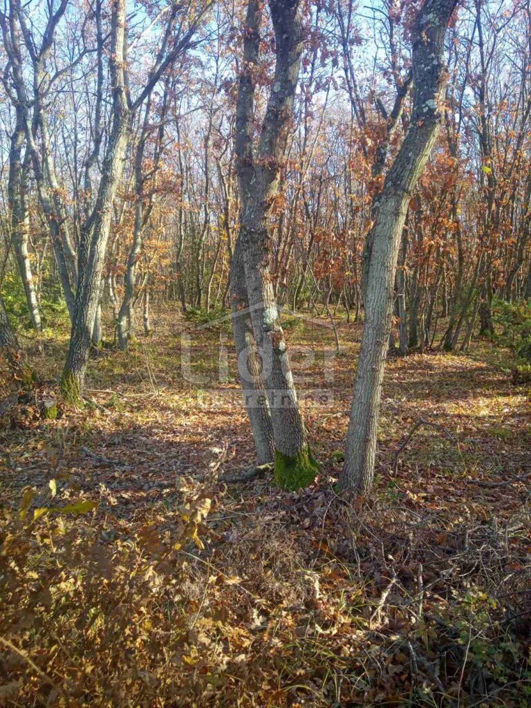 Image 5179353 - 1