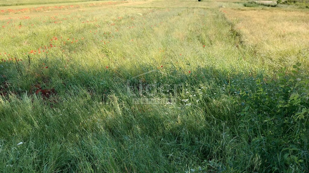 Image 5179450 - 2