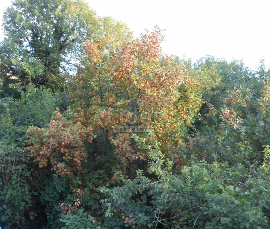 Image 5179519 - 2