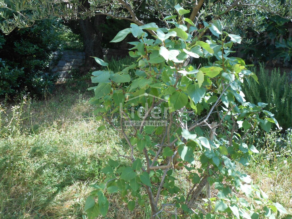Image 5179527 - 22