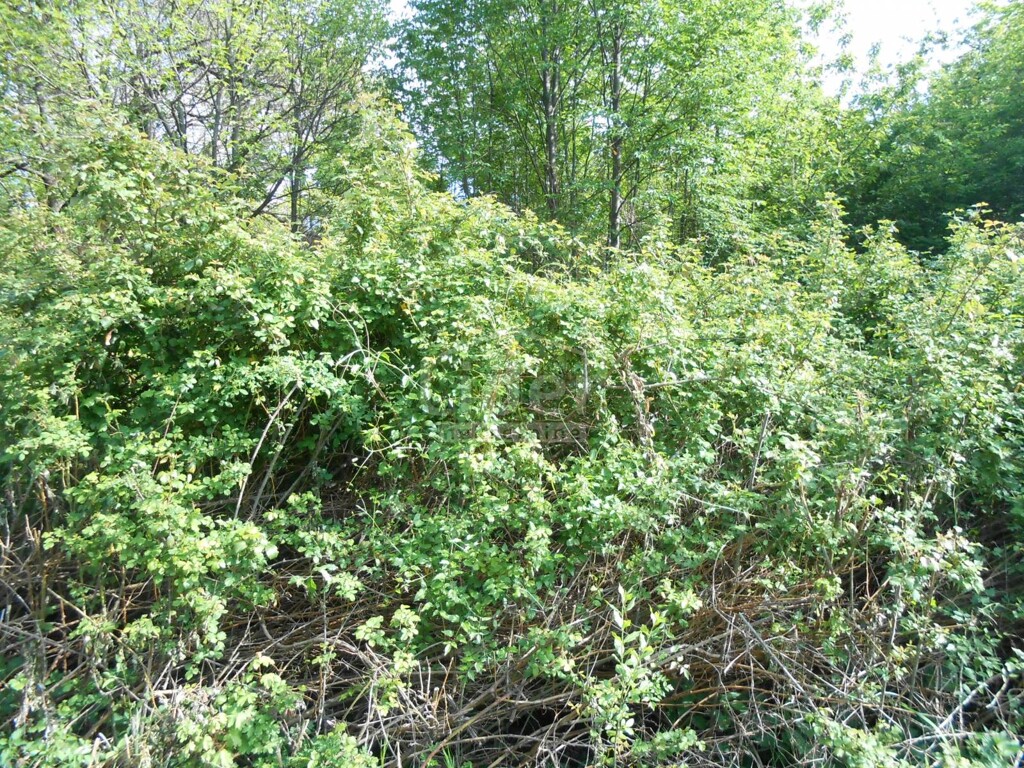 Image 5179580 - 2