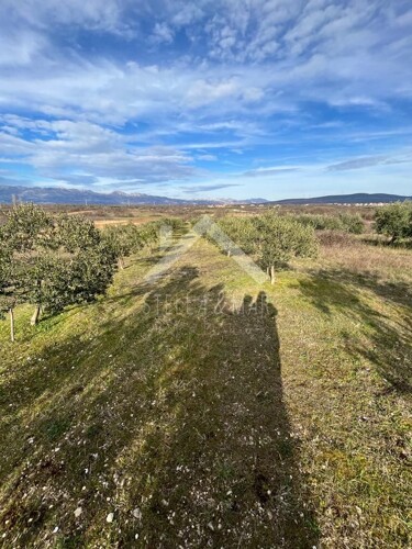 Maslinik sa 55 stabala - Pridraga, Zadar