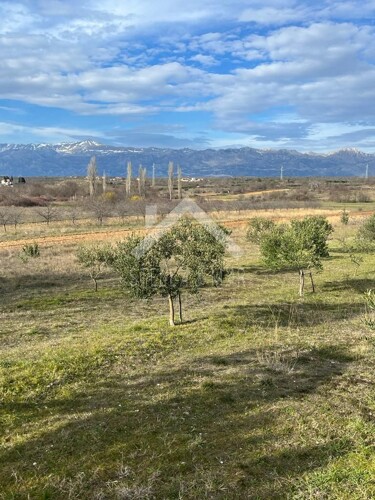 Maslinik sa 55 stabala - Pridraga, Zadar