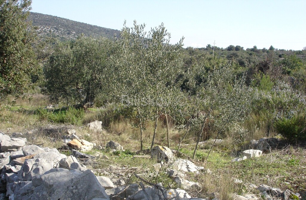 Image 5248137 - 2
