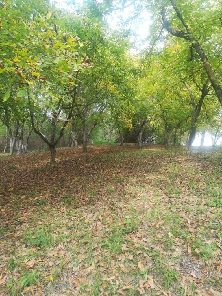 Image 5253012 - 3