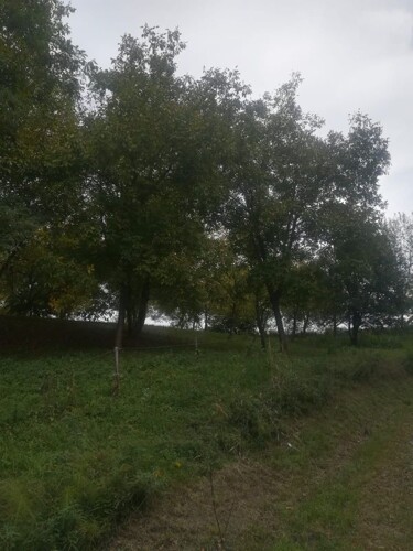 Zemljište: Bjelovar, Šandrovac, voćnjak oraha, 6837 m2