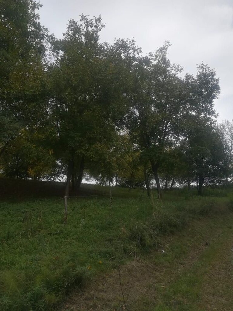 Image 5253012 - 2