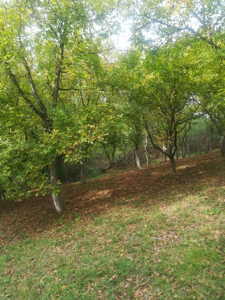 Image 5253012 - 4