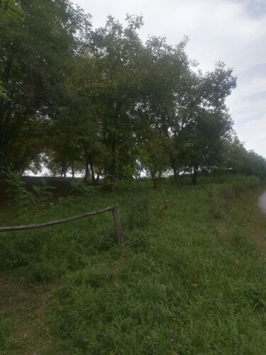 Zemljište: Bjelovar, Šandrovac, voćnjak oraha, 6837 m2