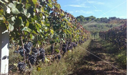 Thumbnail 5253224 - 14