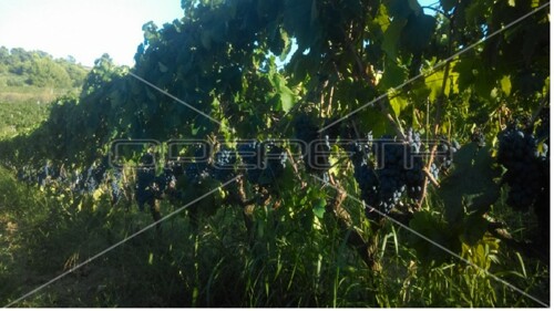 Thumbnail 5253224 - 15