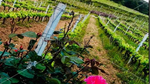 Thumbnail 5253224 - 7