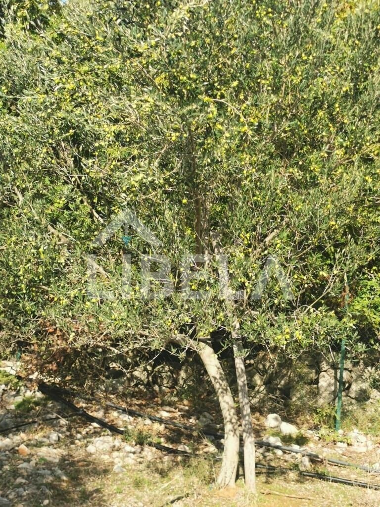 Image 5261711 - 3