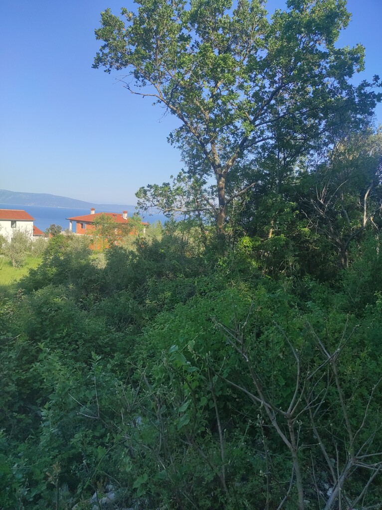 Image 5270739 - 8