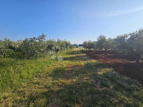 Thumbnail 5292524 - 1