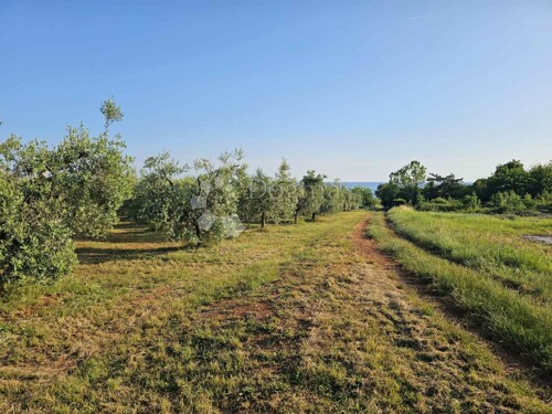 Thumbnail 5292524 - 2