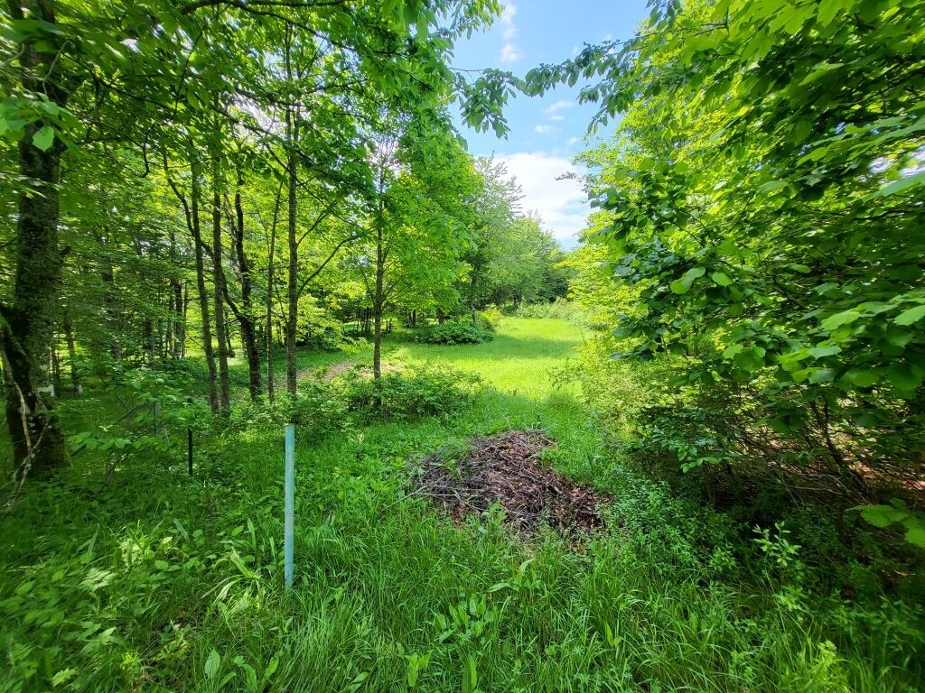 Image 5304259 - 3