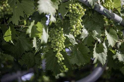 Thumbnail 5381678 - 9