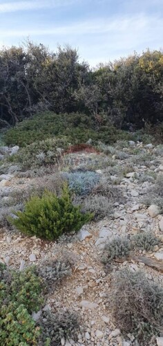 OTOK CRES - MARTINŠĆICA - GRAĐEVINSKO ZEMLJIŠTE 15.632 m2