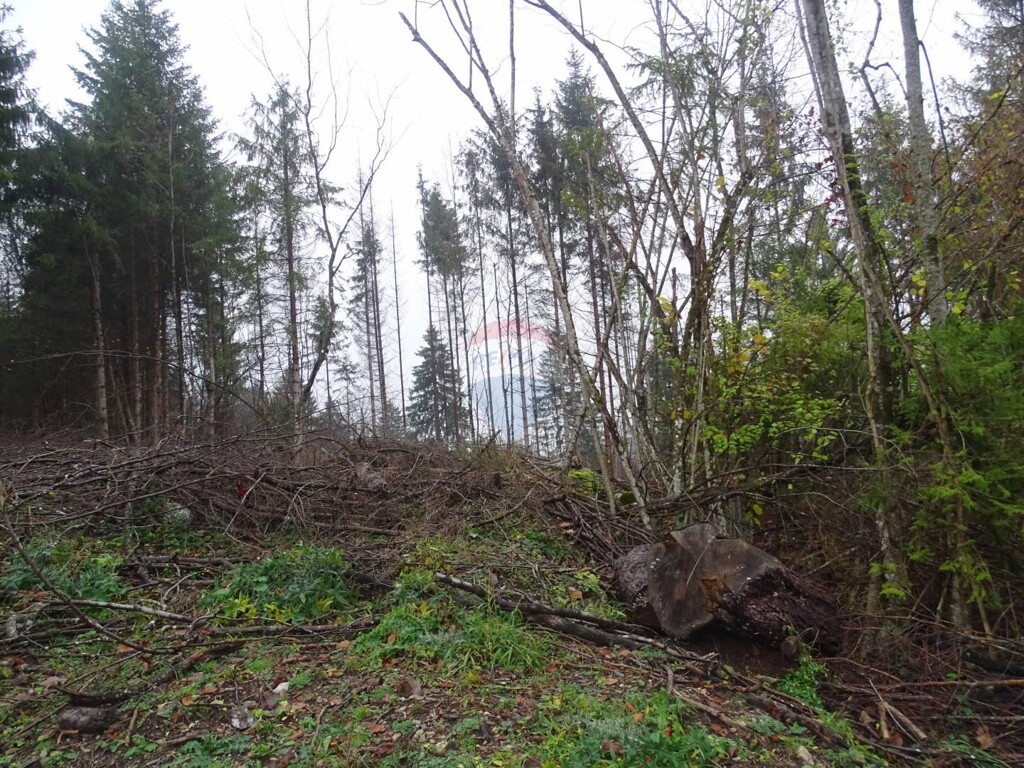 Image 5409794 - 2